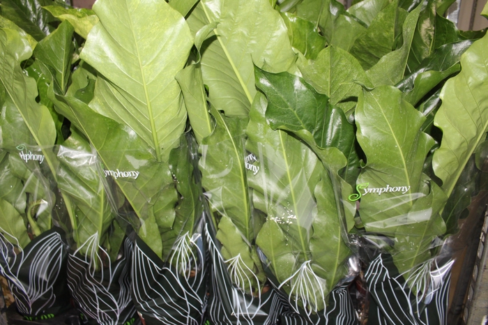 <h4>ANTHURIUM HOOKERI P19</h4>