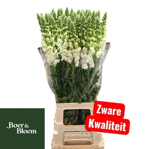 ANTIR POTO EARL WHIT