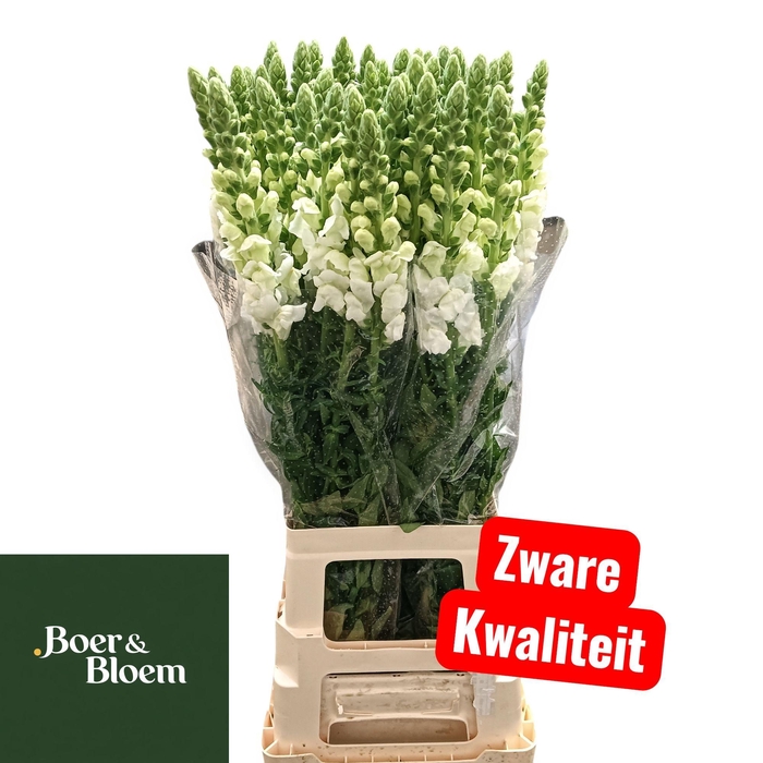 <h4>ANTIR POTO EARL WHIT</h4>