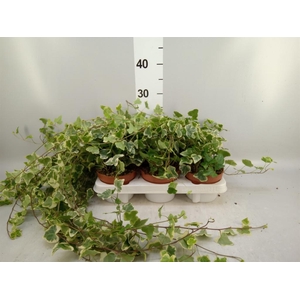 Hedera helix 'White Wonder'