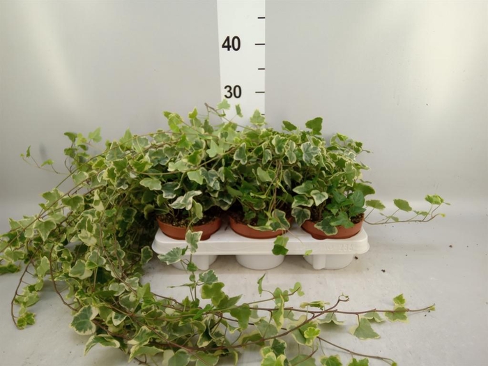 <h4>Hedera helix 'White Wonder'</h4>