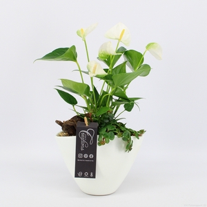 ANCR-2314 Anthurium creatie