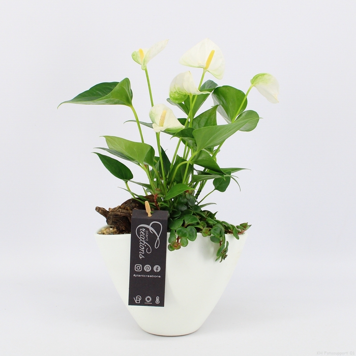 <h4>ANCR-2314 Anthurium creatie</h4>