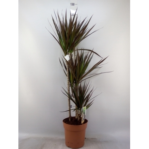 Dracaena marg. 'Magenta'