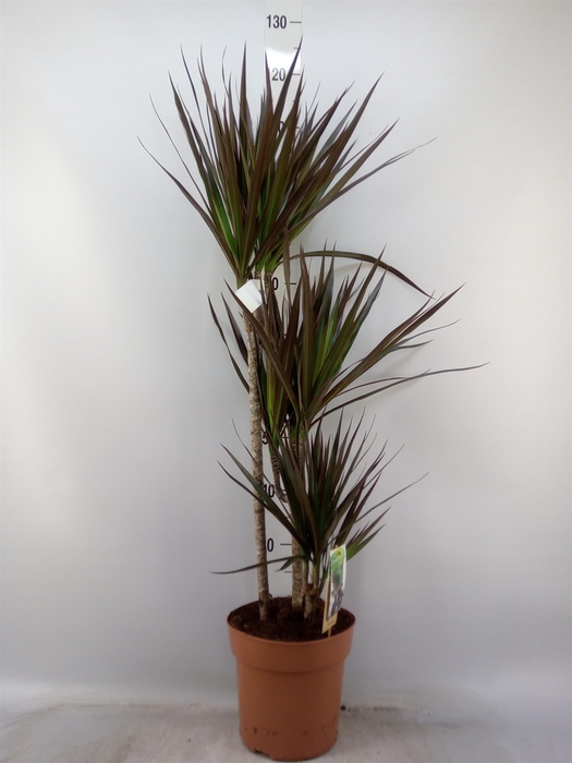 <h4>Dracaena marg. 'Magenta'</h4>
