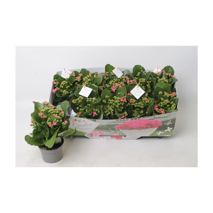 <h4>Kalanchoe garden favorita purple</h4>