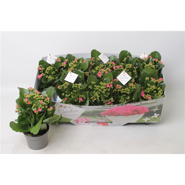 Kalanchoe garden favorita purple