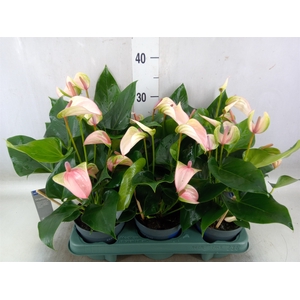 Anthurium  'Joli Pulse'