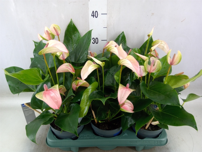 <h4>Anthurium  'Joli Pulse'</h4>