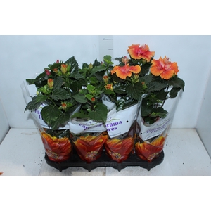 HIBISQS P15