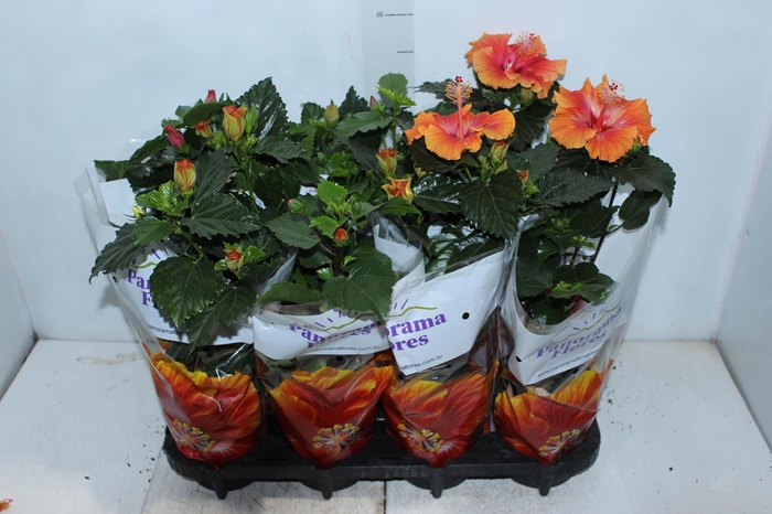 <h4>HIBISQS P15</h4>