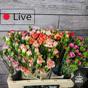 DI TR GEMENGD IN FUST