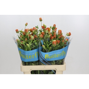 Ranunculus Butterfly Minoan