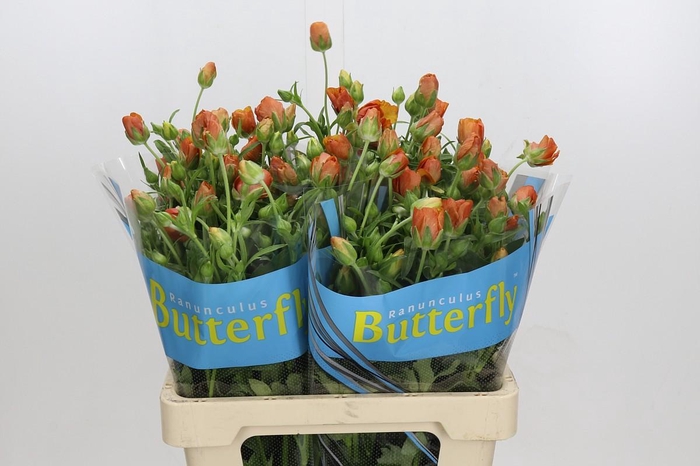 <h4>Ranunculus Butterfly Minoan</h4>