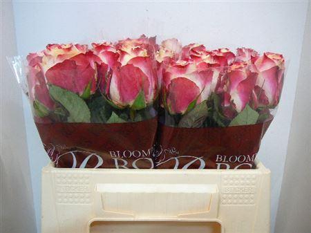 <h4>R Gr Chapeau</h4>