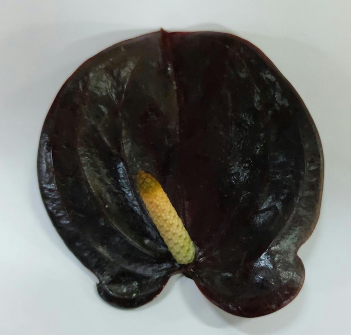 <h4>Anthurium Indiana Magic</h4>