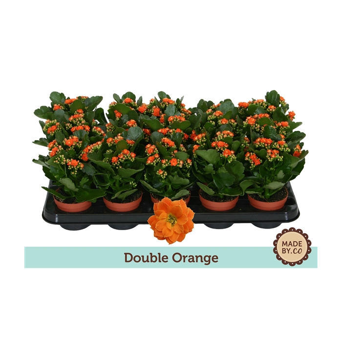 <h4>Kalanchoë Double Orange - no sleeve</h4>