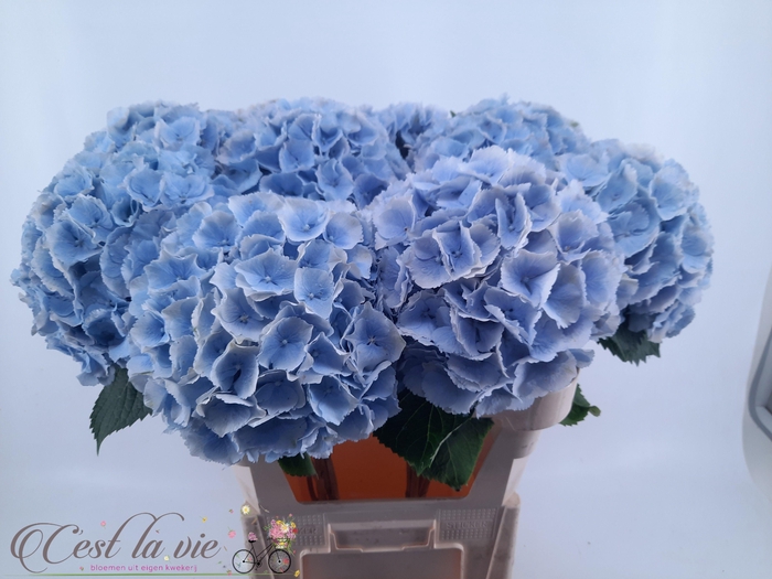 <h4>HYDR M CH VERENA BL</h4>