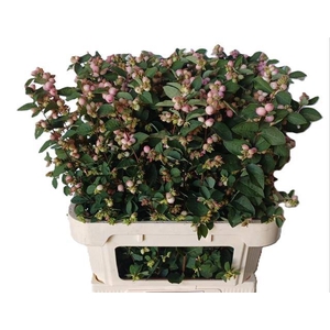 SYMPHO MAG CHAR FANT PINK