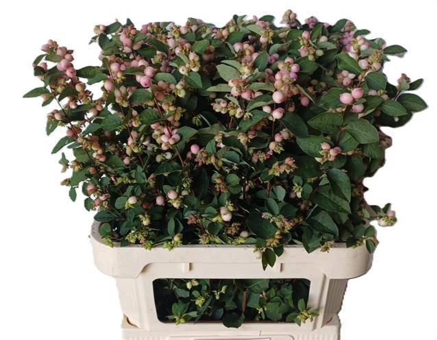 <h4>SYMPHO MAG CHAR FANT PINK</h4>