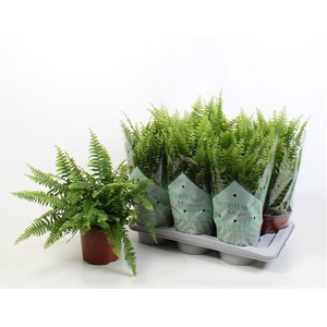 Nephrolepis ex.  green Moment 17Ø 50cm