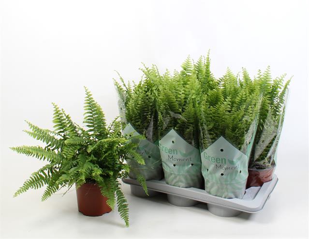 Nephrolepis ex.  green Moment 17Ø 50cm