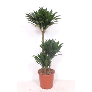 Dracaena Compacta 60-30-15