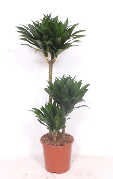 <h4>Dracaena Compacta 60-30-15</h4>