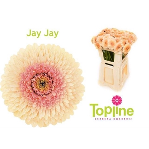 Gerbera mini bol Bolero JayJay