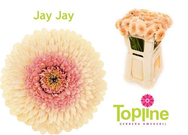 <h4>Gerbera mini bol Bolero JayJay</h4>