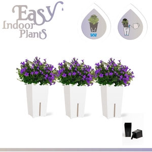 CAMP OV