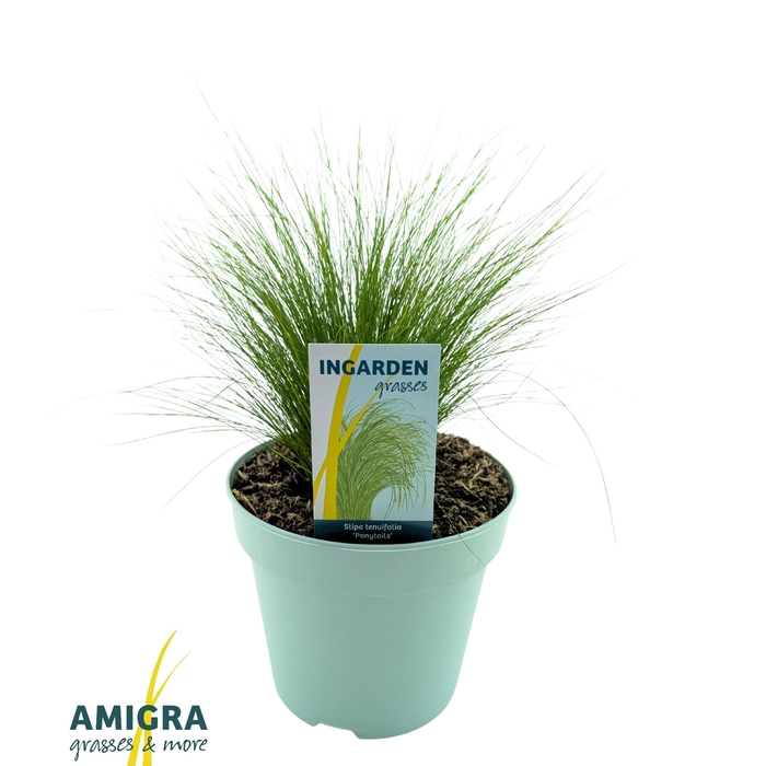 <h4>Stipa ten Ponytails</h4>