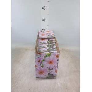 Dahlia   ...flowerbulbs