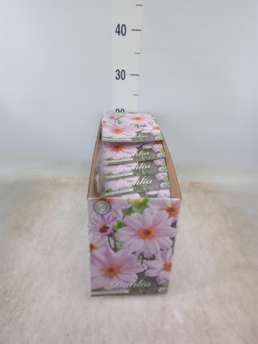 <h4>Dahlia   ...flowerbulbs</h4>