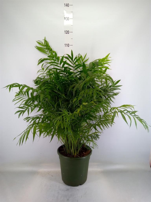 <h4>Chamaedorea elegans</h4>
