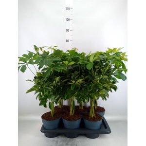 Schefflera arbor. 'Compacta'