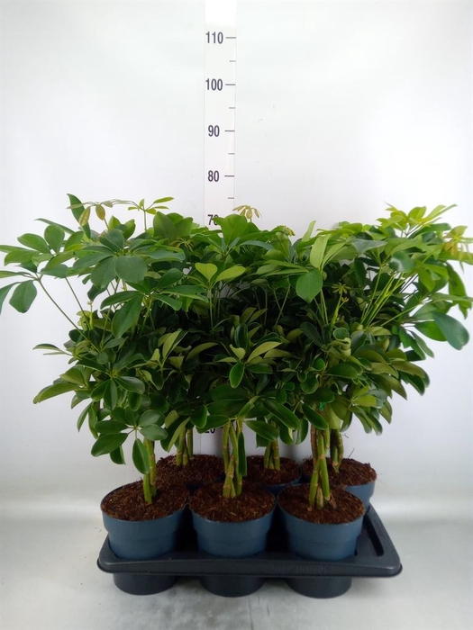 <h4>Schefflera arbor. 'Compacta'</h4>