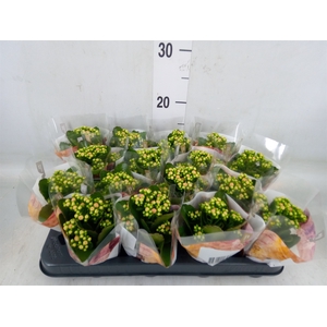 Kalanchoe blos. 'RosDon Alano'