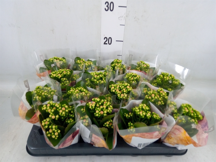 <h4>Kalanchoe blos. 'RosDon Alano'</h4>
