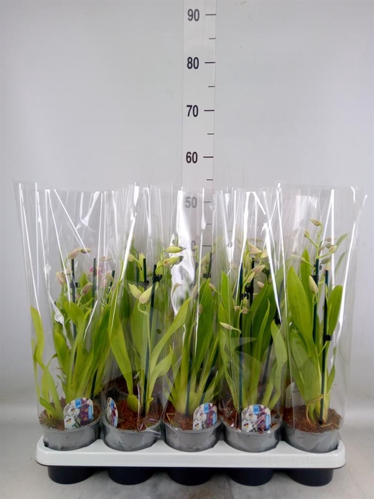 <h4>Miltoniopsis   ...</h4>