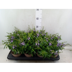 Angelonia  'Serena Purple'