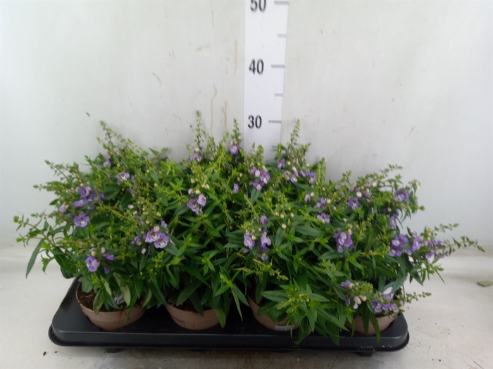 <h4>Angelonia  'Serena Purple'</h4>