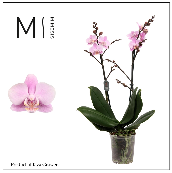 <h4>Phalaenopsis Beaution 2 spike - 12cm | Mimesis</h4>