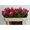 Protea Cynaroides Madiba