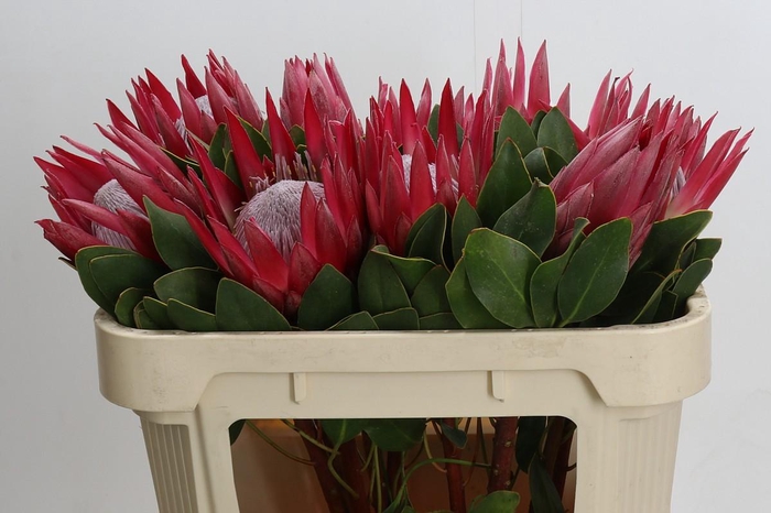 <h4>Protea Cynaroides Madiba</h4>