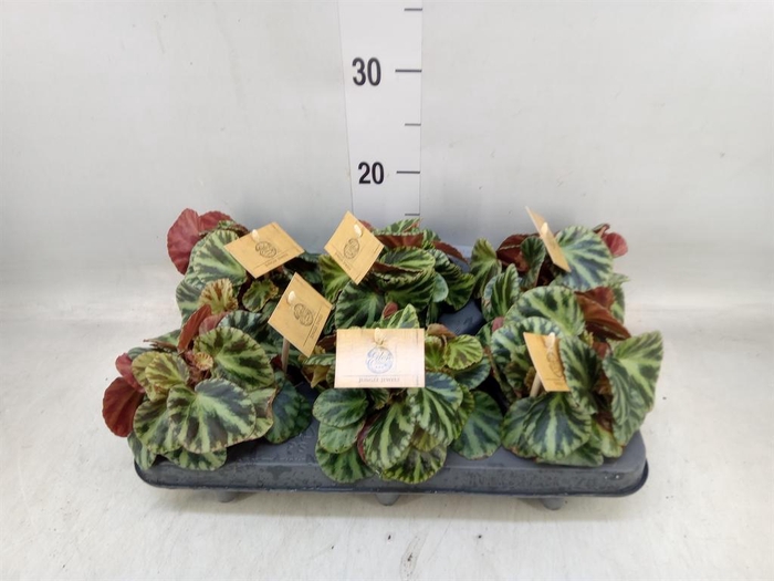 <h4>Begonia BD   ...</h4>