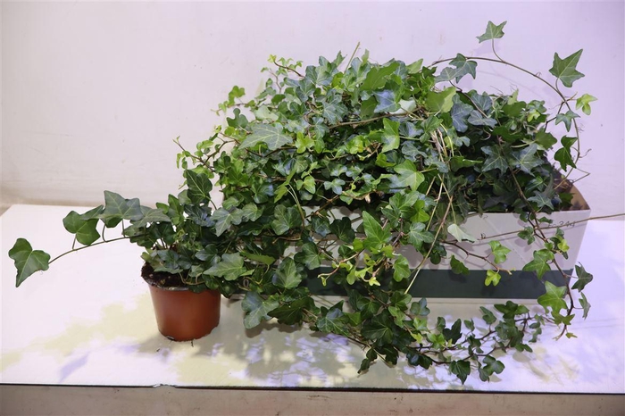 <h4>arr8 Hed He Wonder</h4>