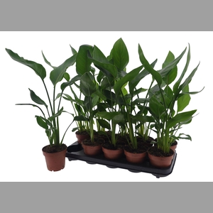 STRELITZIA REGINAE