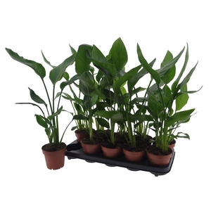 STRELITZIA REGINAE