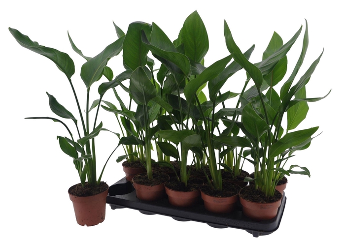 <h4>STRELITZIA REGINAE</h4>